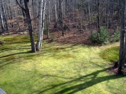 Backyard Backyard